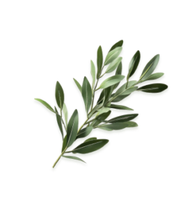 olive leaves
