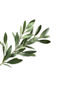 olive leaves big